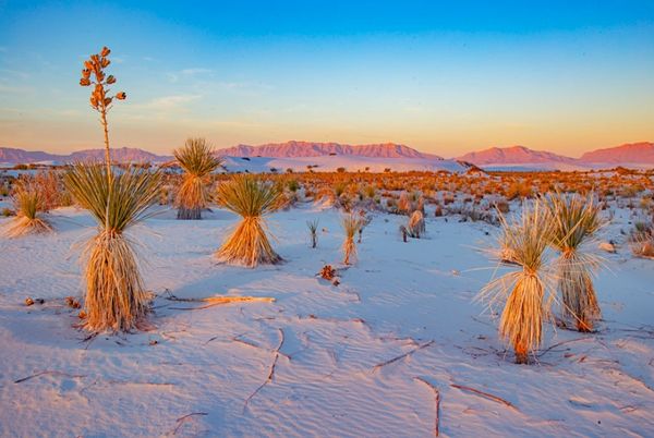 NEW MEXICO